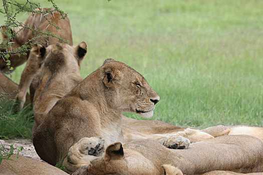 狮子,野生,危险,哺乳动物,非洲,大草原,肯尼亚