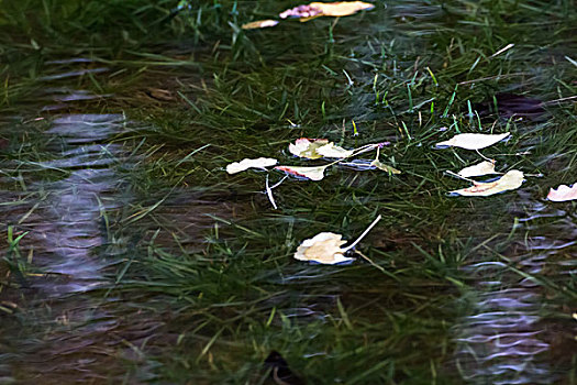 湿地水草落叶