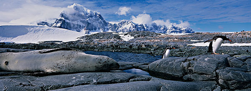 南极,巴布亚企鹅,走,过去,睡觉,海豹,港口