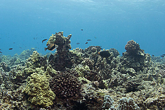 礁石,长方形,扳机鱼,夏威夷,名字,鱼,湾,瓦胡岛,美国