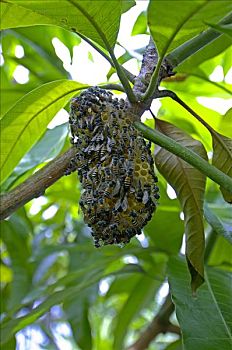 蜂巢,野生,蜜蜂,蜜蜂总科,泰国