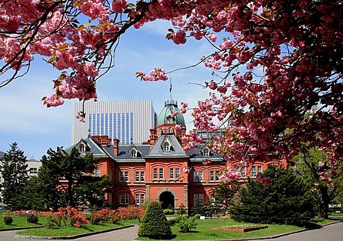 北海道,政府,写字楼,樱花