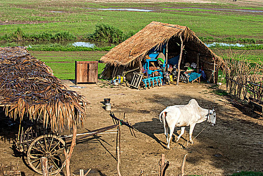 缅甸,曼德勒,区域,农场,畜栏