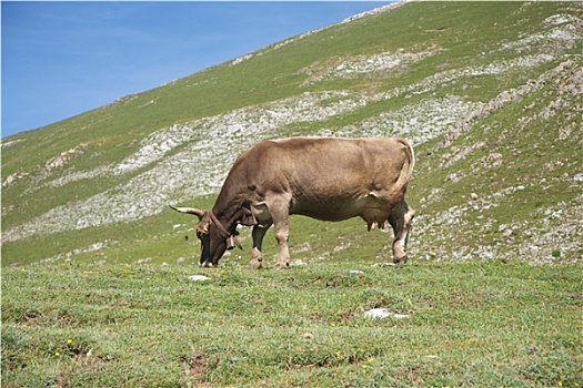 牲畜,放牧,山谷