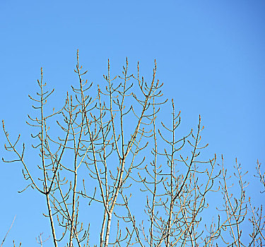 树枝,蓝天,嫩芽,春天