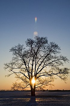 日出,日本,榆树