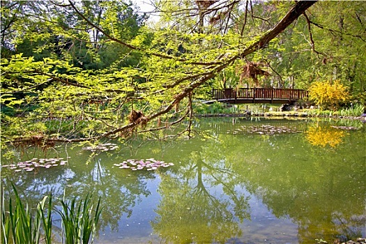 植物园,湖,春天,风景