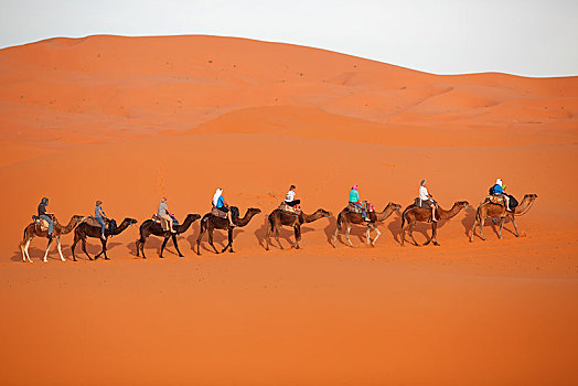 单峰骆驼,驼队,荒芜,却比沙丘,省,摩洛哥,非洲