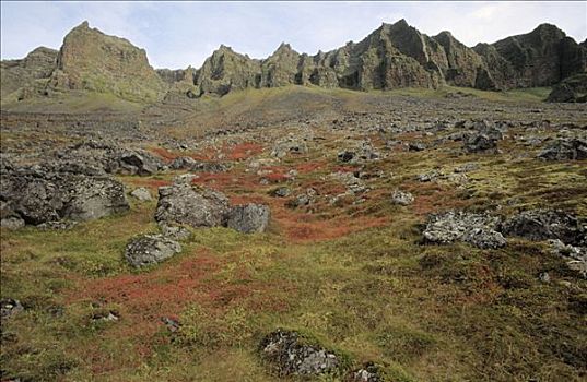 繁茂,岩石上,冰岛