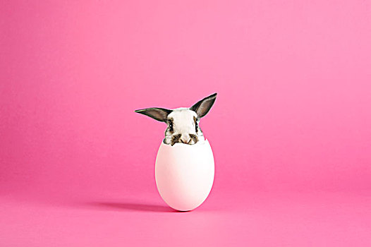 蛋,复活节兔子,孵化,粉色背景