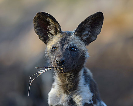 非洲野狗,非洲野犬属,小动物,头像,禁猎区,南非,非洲