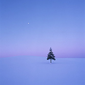 雪地,树
