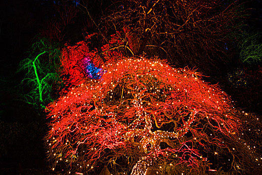 圣诞节,亮光,布查特花园,维多利亚,不列颠哥伦比亚省,加拿大