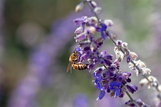 蜜蜂,坐,薰衣草