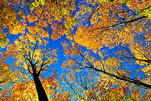 树荫,高,彩色,秋天,树,晴朗