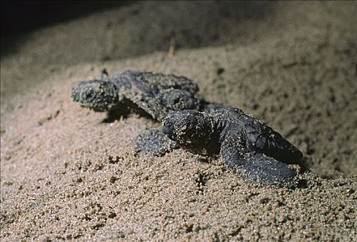 蠵龟,出现,地下,窝,沙滩,澳大利亚