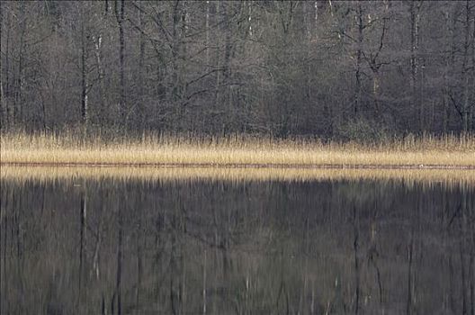 芦苇,湖,瑞典