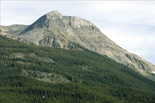 特里,狐狸,山,加拿大