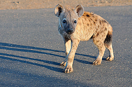 斑鬣狗,笑,鬣狗,幼兽,站立,道路,好奇,早晨,克鲁格国家公园,南非,非洲