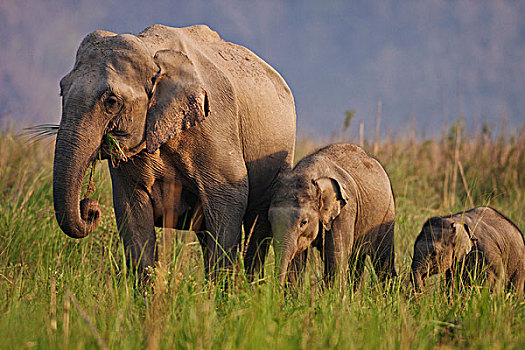印度,亚洲象,幼兽,国家公园