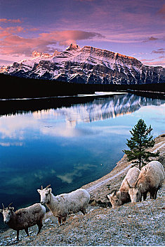 山,黄昏,班芙国家公园,艾伯塔省,加拿大