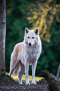 灰狼,狼,白色,阶段,树林,公园,动物园,华盛顿,美国