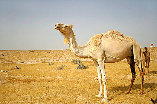 骆驼,沙漠,以色列