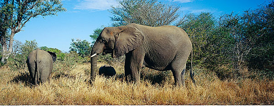 非洲象,南非