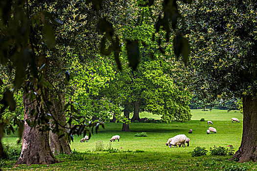 绵羊,放牧,庄园,花园,靠近,碎屑,格洛斯特郡,科茨沃尔德,英格兰,英国