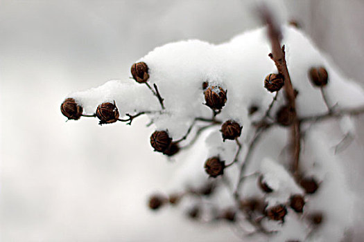 雪后北戴河