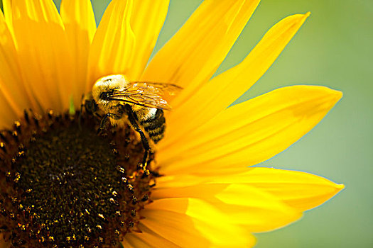 特写,蜜蜂,授粉,向日葵