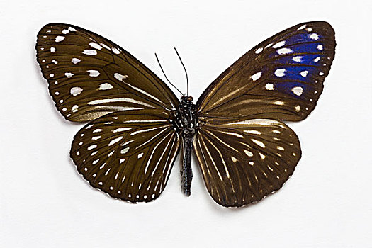 条纹,蓝色,蝴蝶,对比,上面,仰视,翼
