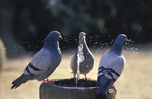 三个,鸽子,喝,饮水器
