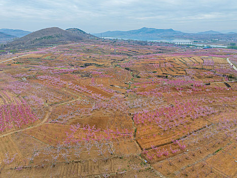 蜜桃之乡蒙阴旧寨桃花盛开