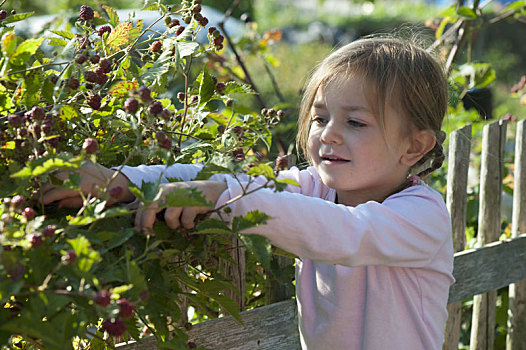 女孩,挑选,黑莓,悬钩子属植物,蚜虫,花园栅栏