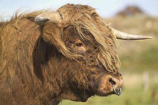 高原牛,侧面,动物,哺乳动物,牛角,拿着,反刍动物,母牛,房子,牛肉,比赛,苏格兰,鼻环,畜牧,物种