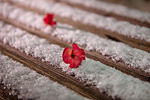 雪中花