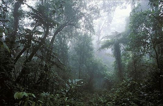 雨林,山,马来西亚