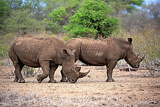 两个,白色,犀牛,白犀牛,成年,两个男人,厚皮动物,克鲁格国家公园,南非,非洲