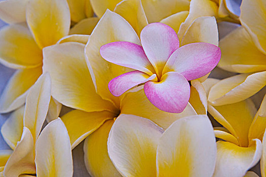 美国,夏威夷,瓦胡岛,鸡蛋花,花,开花
