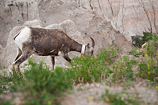 雌性,大角羊,放牧,荒地国家公园,南达科他,美国