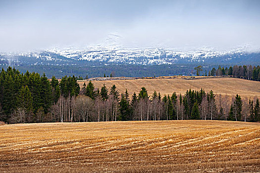 乡村,春天,挪威,风景,干草,雾状,山