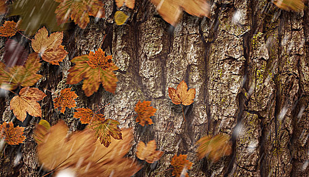 合成效果,图像,秋叶,褐色,树皮