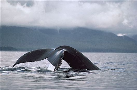 驼背鲸,大翅鲸属,鲸鱼,尾部,东南阿拉斯加