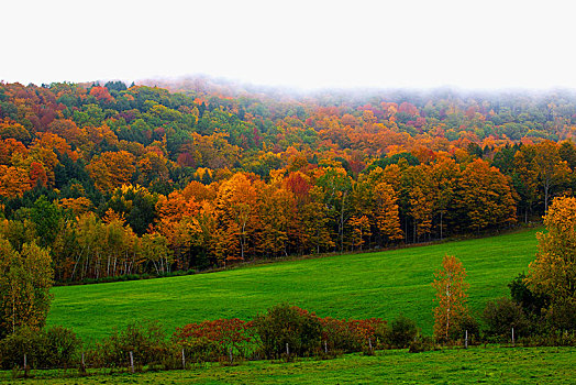 彩色,树,草地,秋天,魁北克,加拿大,北美