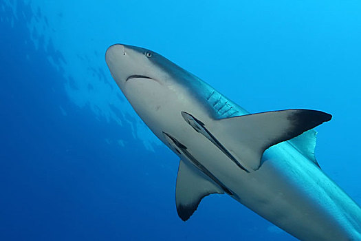 大白鲨,危险,大,鱼,巴布亚新几内亚,太平洋