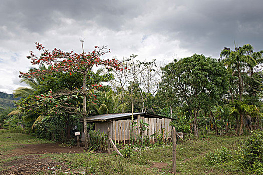 木屋,乡村,尼加拉瓜,中美洲