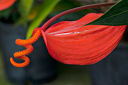 辫子,花烛属植物,植物园,内陆,毛伊岛,夏威夷
