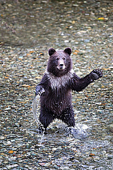年轻,大灰熊,幼兽,站立,后腿,溪流,阿拉斯加,美国