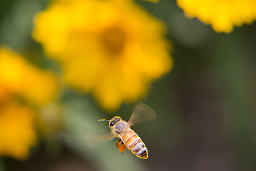 蜜蜂飞舞